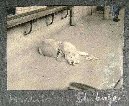 10 Foto hari-hari terakhir Hachiko ini bukti anjing hewan setia