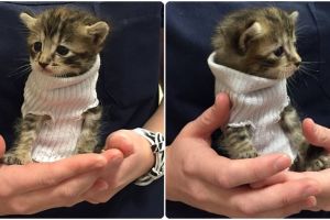 Selamat dari badai, ekspresi anak kucing ini sungguh mengharukan