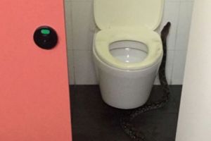 Piton sepanjang dua meter ini ditemukan di kampus beken Singapura