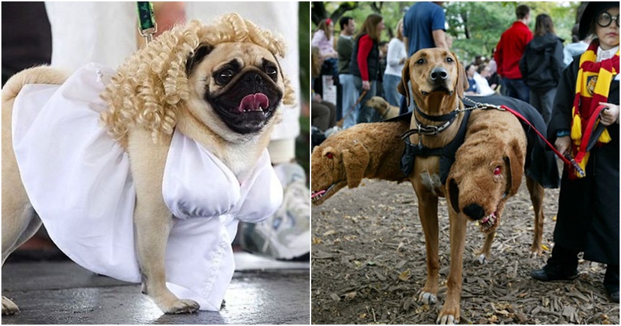 10 Anjing dengan kostum yang menakjubkan ini dijamin bikin gemes
