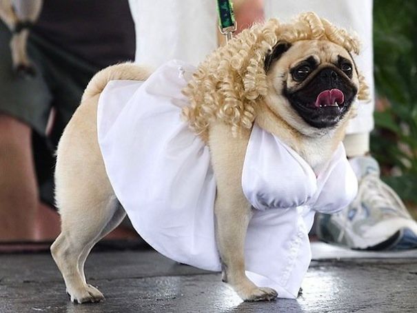 10 Anjing dengan kostum yang menakjubkan ini dijamin bikin gemes