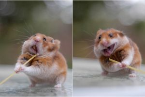 15 Tingkah hewan tengah makan ini kocak dan bikin gemes