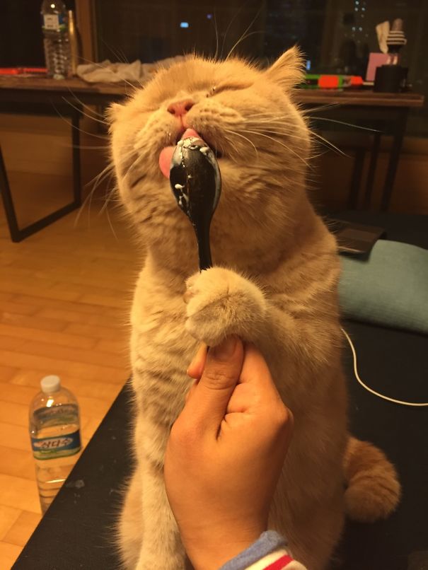 hewan makan © 2016 brilio.net