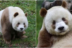 10 Potret lucunya Qizai, satu-satunya panda cokelat di dunia