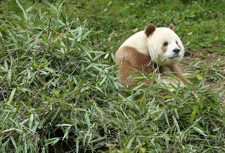 10 Potret lucunya Qizai, satu-satunya panda cokelat di dunia