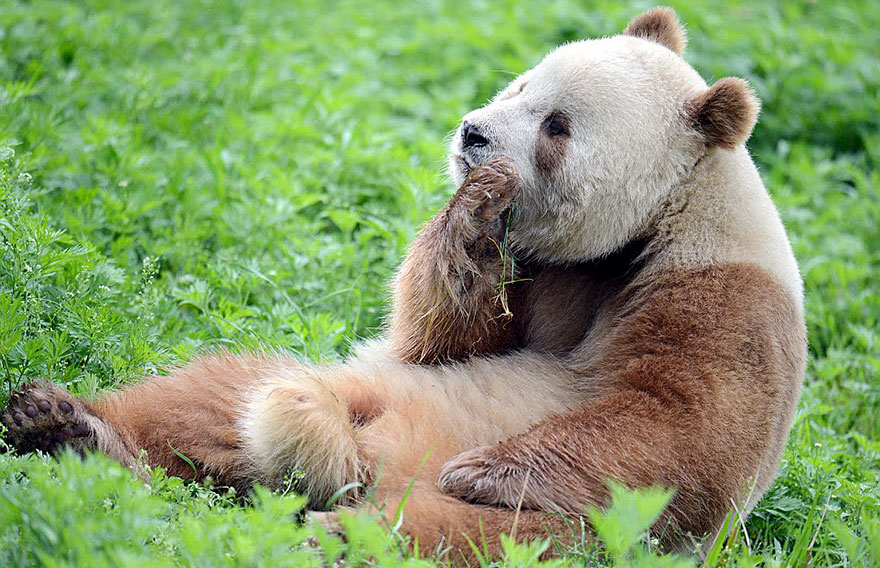 10 Potret lucunya Qizai, satu-satunya panda cokelat di dunia