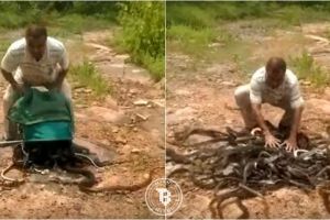 Dinilai bisa bantu petani, 285 ekor ular ini dilepas ke habitatnya