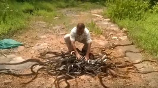 285 ular dilepas © 2016 brilio.net