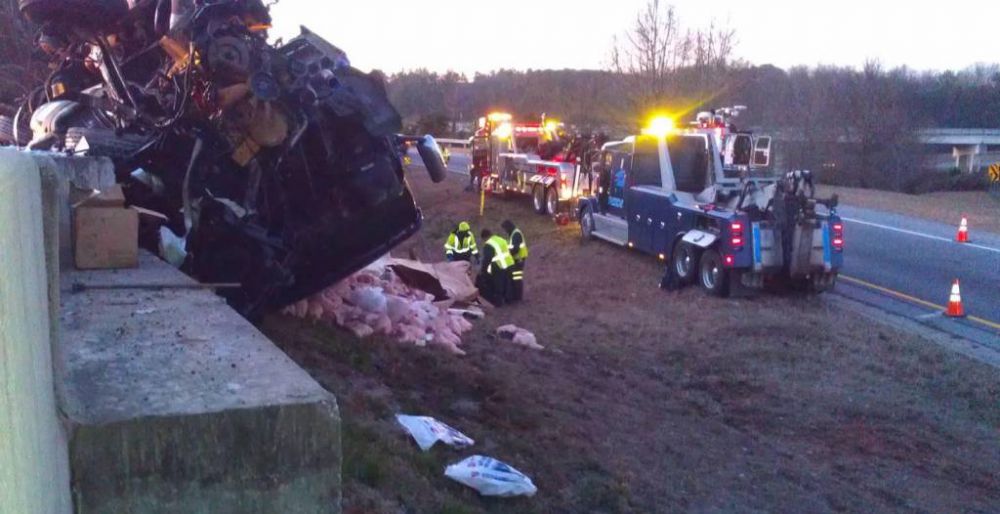 hewan dan makanan tumpah  © 2016 brilio.net