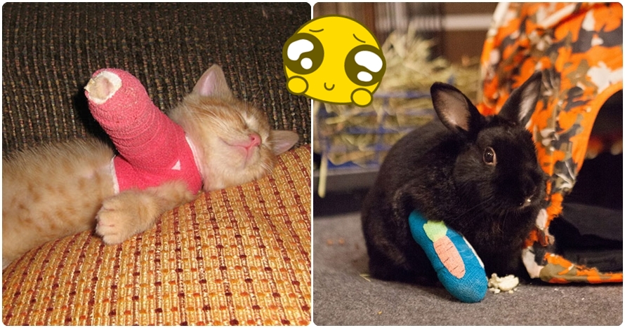 17 Foto hewan imut pakai gips ini lucu tapi juga bikin iba