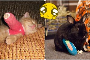 17 Foto hewan imut pakai gips ini lucu tapi juga bikin iba