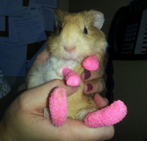 foto hewan pakai gips ini lucu tapi bikin iba © 2016 boredpanda