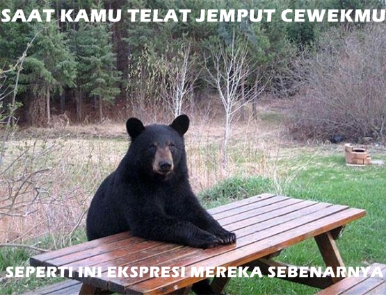 15 Meme ekspresi beruang ini juga kocak, nggak kalah sama kucing