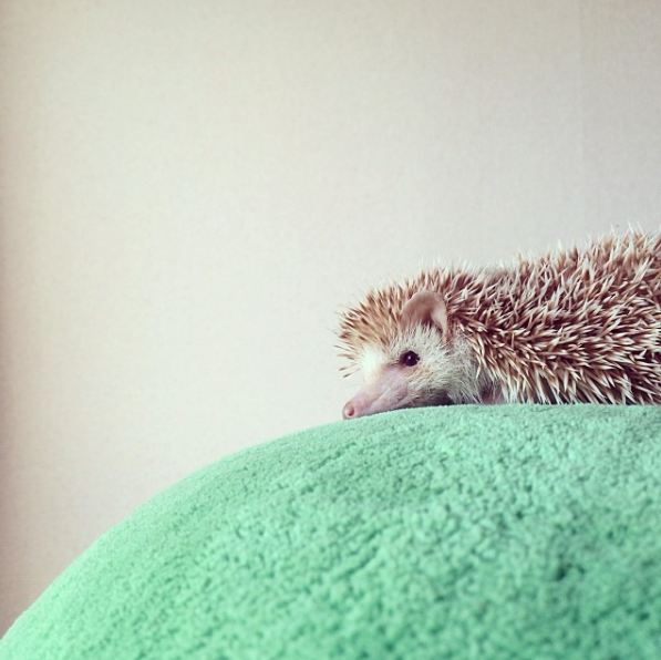 hewan ini punya akun Instagram sendiri © 2016 instagram