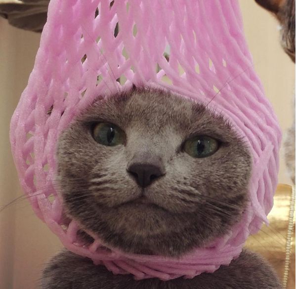 hewan ini punya akun Instagram sendiri © 2016 instagram