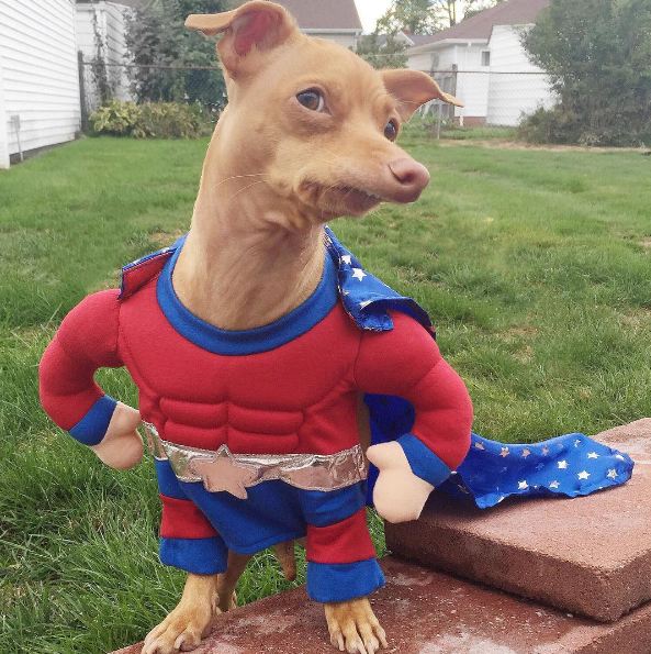 hewan ini punya akun Instagram sendiri © 2016 instagram