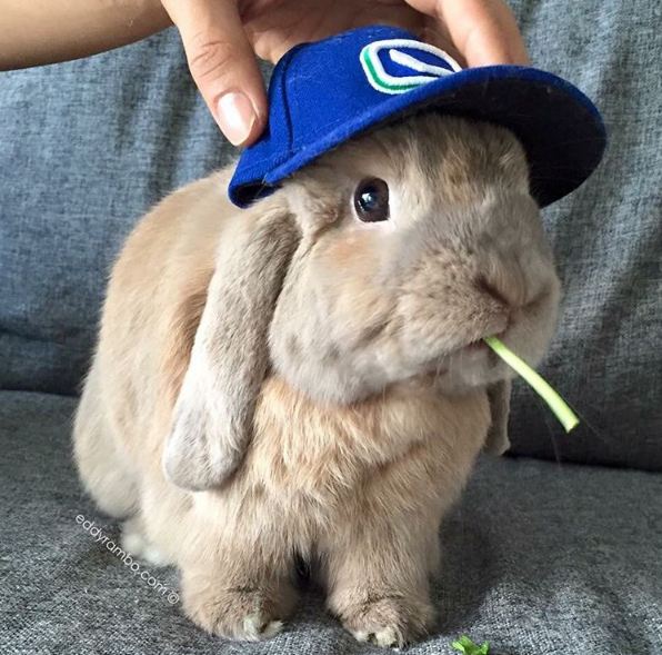 hewan ini punya akun Instagram sendiri © 2016 instagram