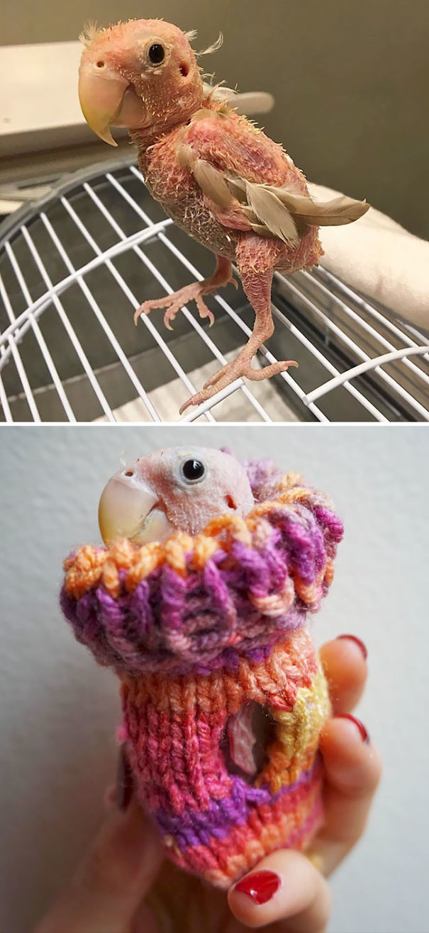 Hewan mungil pakai sweater © 2016 boredpanda.com