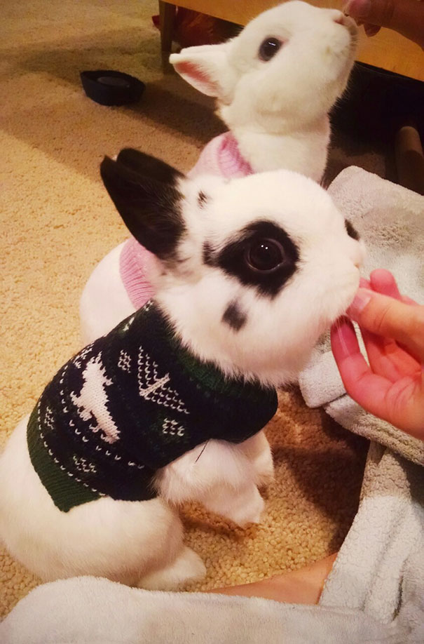 Hewan mungil pakai sweater © 2016 boredpanda.com