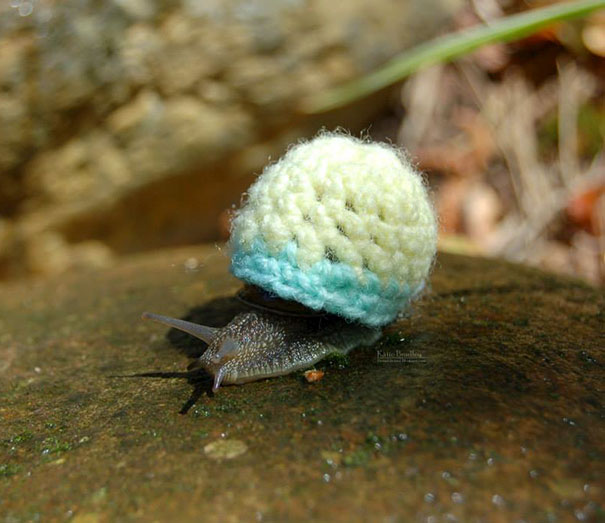 Hewan mungil pakai sweater © 2016 boredpanda.com