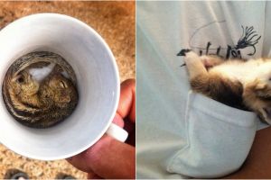 15 Foto hewan yang tertidur di sembarang tempat ini bikin gemes