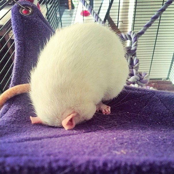 hewan tidur sembarangan © 2016 brilio.net