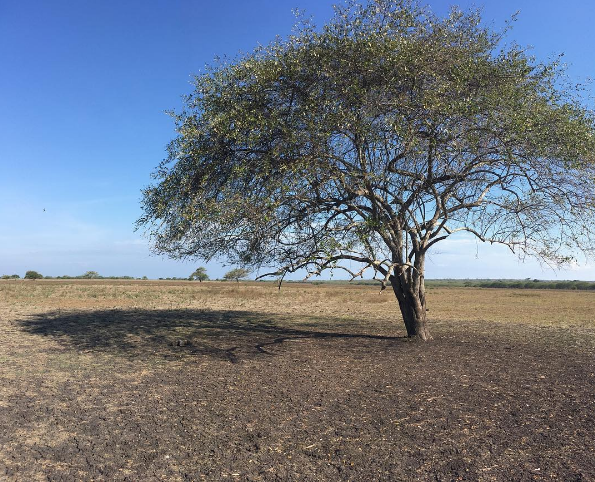 Baluran © 2016 brilio.net