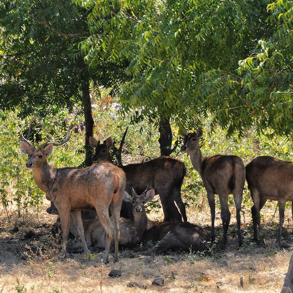 Baluran © 2016 brilio.net
