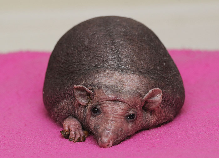 begini penampakan landak tanpa duri © 2016 metro.co.uk begini penampakan landak tanpa duri © 2016 metro.co.uk