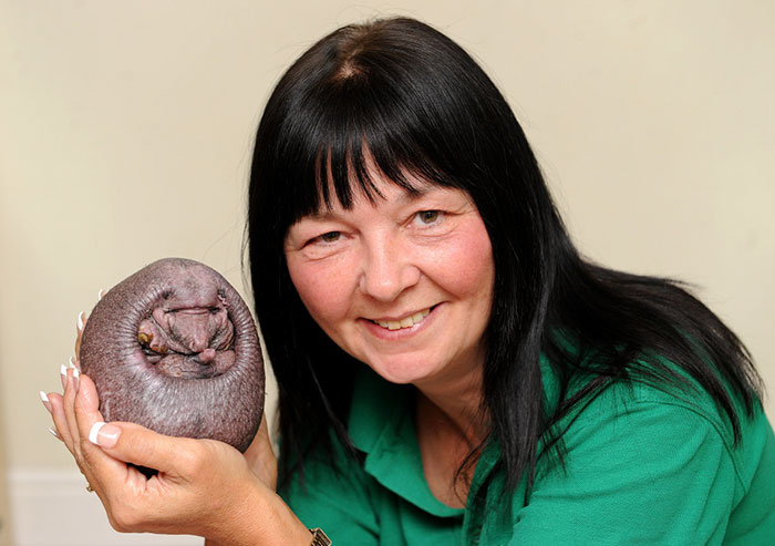 begini penampakan landak tanpa duri © 2016 metro.co.uk begini penampakan landak tanpa duri © 2016 metro.co.uk