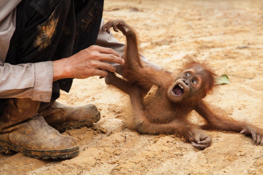 9 Foto orangutan ini pernah menangi kontes fotografi internasional