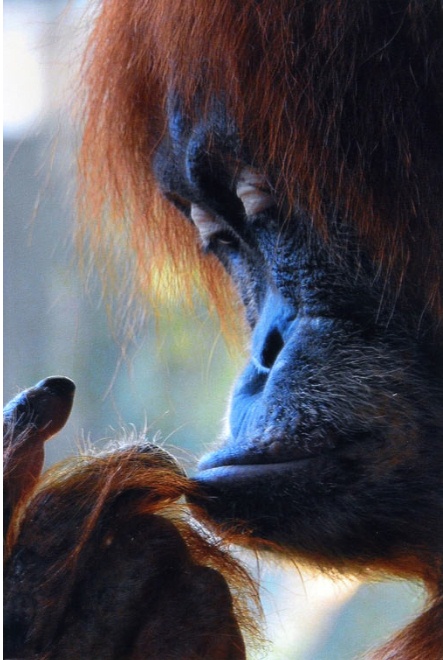 9 Foto orangutan ini pernah menangi kontes fotografi internasional
