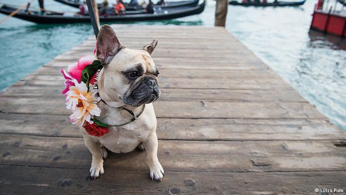 Dogs of Venice © 2016 brilio.net