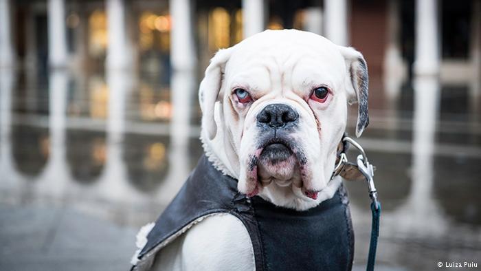 Dogs of Venice © 2016 brilio.net