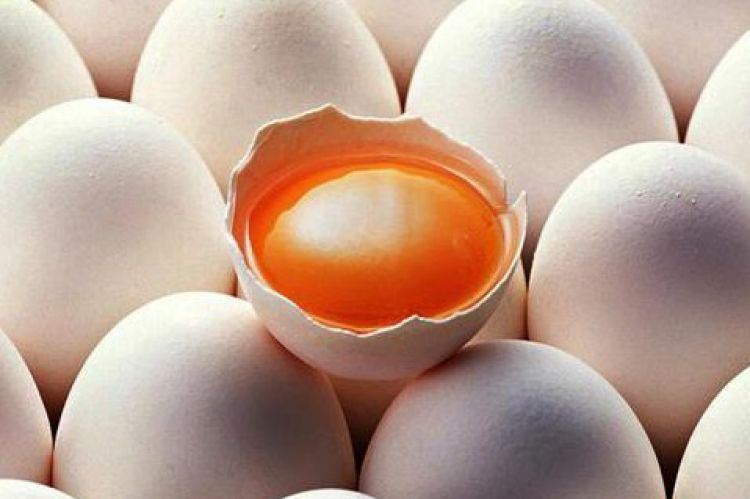 Manfaat kuning telur ayam kampunģ mentah