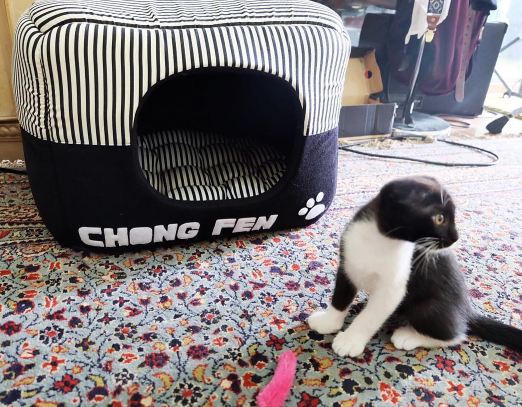 Imutnya Chong Fen, kucing Tyas Mirasih yang mulai hits di Instagram