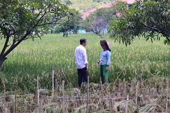 6 Potret keakraban Jokowi dengan petani, pemimpin idola rakyat