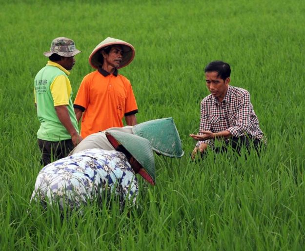 6 Potret keakraban Jokowi dengan petani, pemimpin idola rakyat