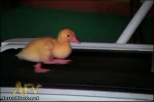 15 Aksi hewan di treadmill ini bikin gemes & senyum-senyum sendiri