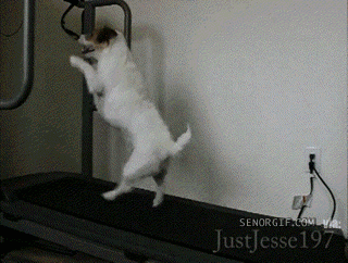 15 Aksi hewan di treadmill ini bikin gemes & senyum-senyum sendiri