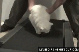 hewan treadmill © 2016 brilio.net