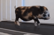 15 Aksi hewan di treadmill ini bikin gemes & senyum-senyum sendiri