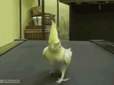 hewan treadmill © 2016 brilio.net