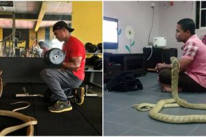 7 Foto persahabatan pria dengan ular kobra ini bikin merinding