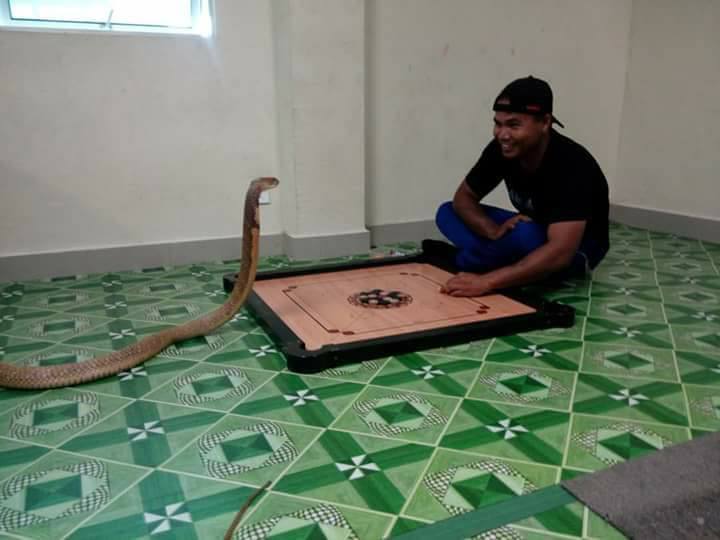7 Foto persahabatan pria dengan ular kobra ini bikin merinding