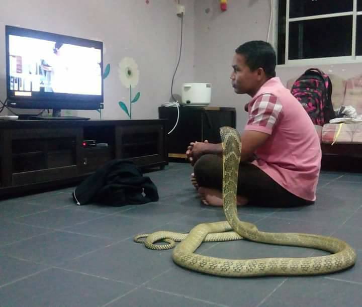 7 Foto persahabatan pria dengan ular kobra ini bikin merinding