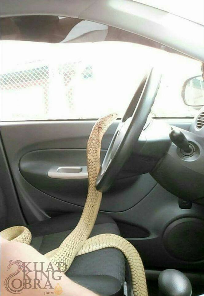 foto persahabatan pria dengan ular cobra ini bikin merinding © 2016 siakapkeli foto persahabatan pria dengan ular cobra ini bikin merinding © 2016 siakapkeli