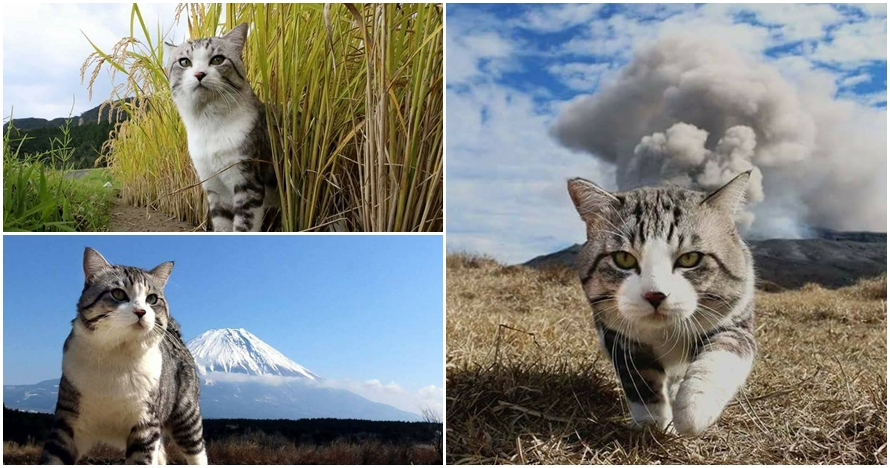 15 Foto kucing bergaya bak model profesional ini bikin geleng-geleng