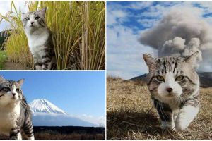 15 Foto kucing bergaya bak model profesional ini bikin geleng-geleng