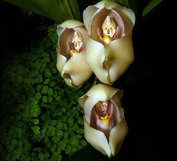 10 Bunga cantik berbentuk unik ini dijamin bikin kamu berdecak kagum